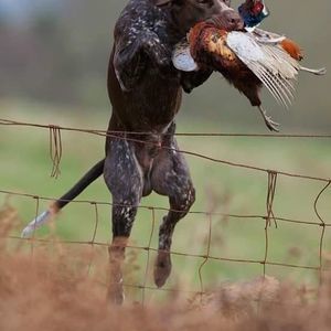 Meet your Posher, Federico